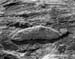 Canyonlands, 1993